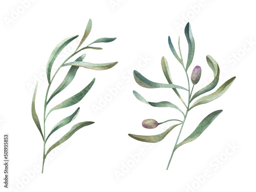 Fototapeta Naklejka Na Ścianę i Meble -  Hand painted watercolor set of olive branches. Decorative isolated elements for wedding invitations, greeting cards, for design of patterns.