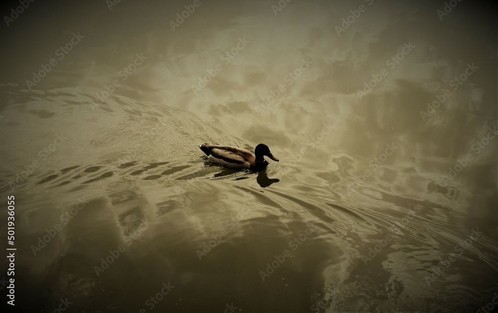 Fototapeta premium Duck on river