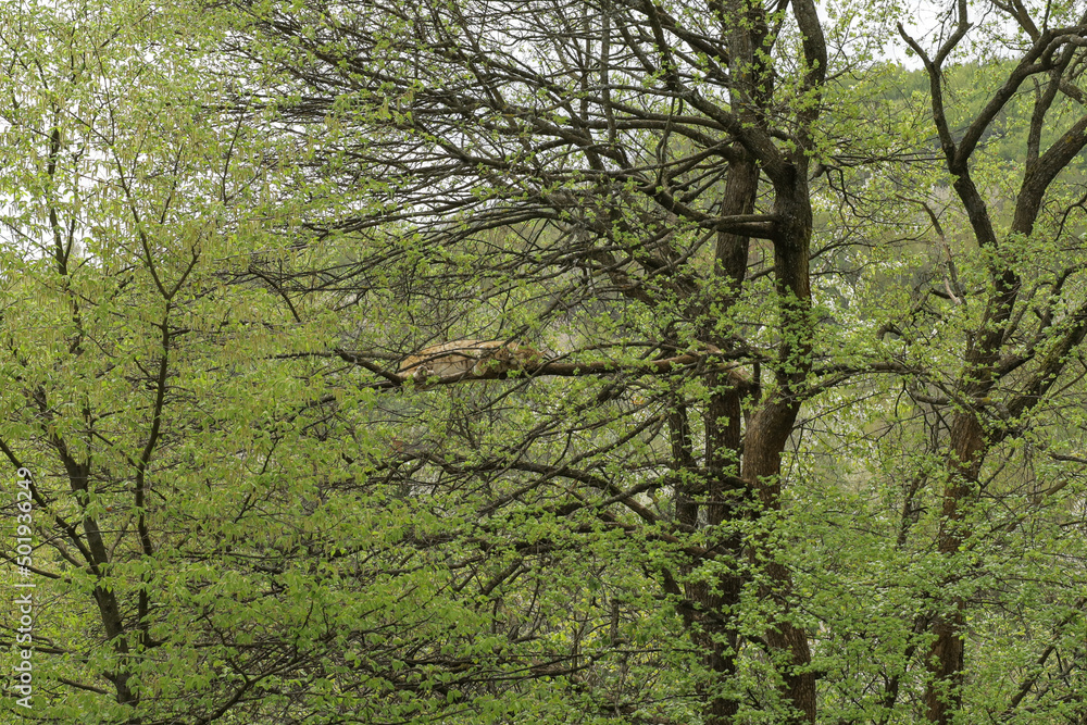 Fototapeta premium Lynx rests lying down and eats.