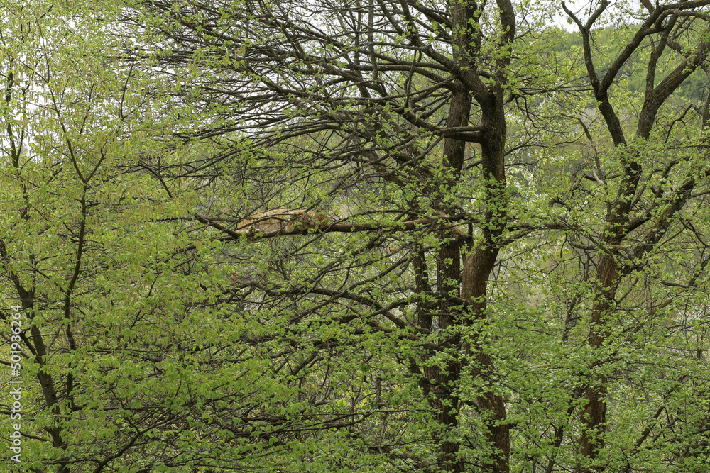 Fototapeta premium Lynx rests lying down and eats.