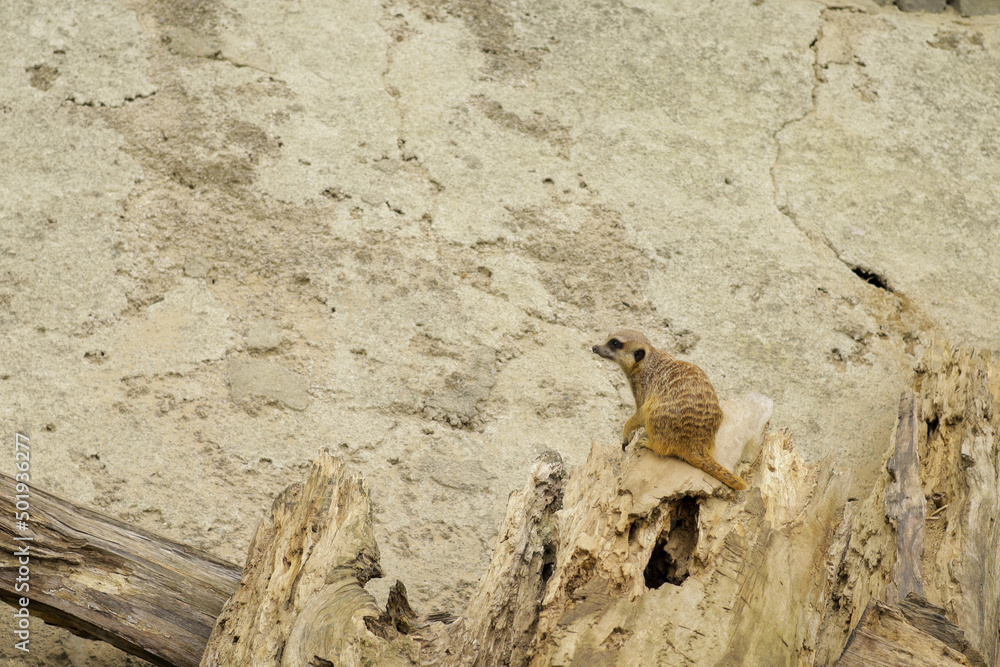 Fototapeta premium Meerkats on a cloudy day in search of food.