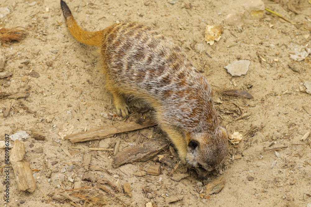 Obraz premium Meerkats on a cloudy day in search of food.