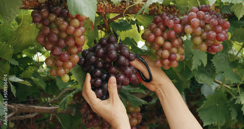 Senior female hands harvesting black Maroo seedless grapes cutting it from grapevine in vineyard. Growing table grapes at home the healthy hobby and wine tourism concepts. photo