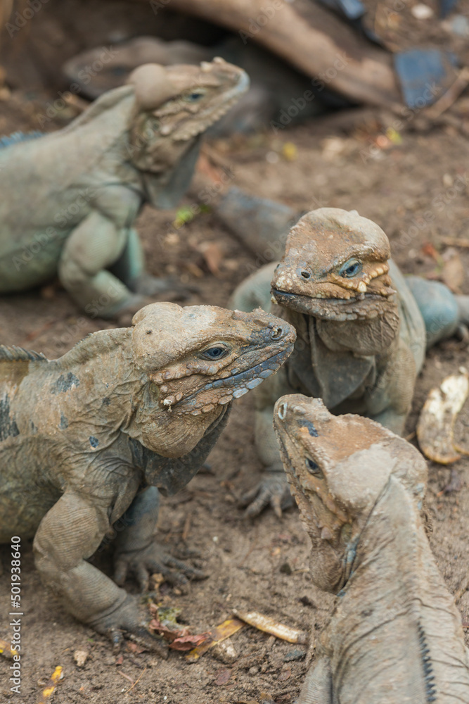 Closeup portrait of a group of rhinoceros iguanas (Cyclura cornuta). Wild animals Closeup portrait of a group of rhinoceros iguanas (Cyclura cornuta). Wild animals
