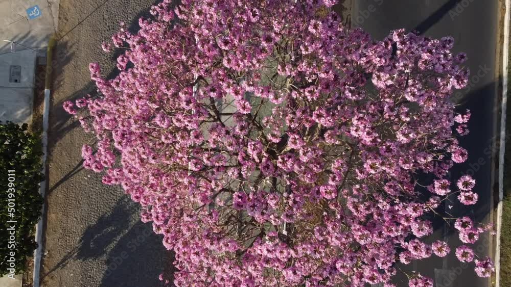rosa morada rosa morada