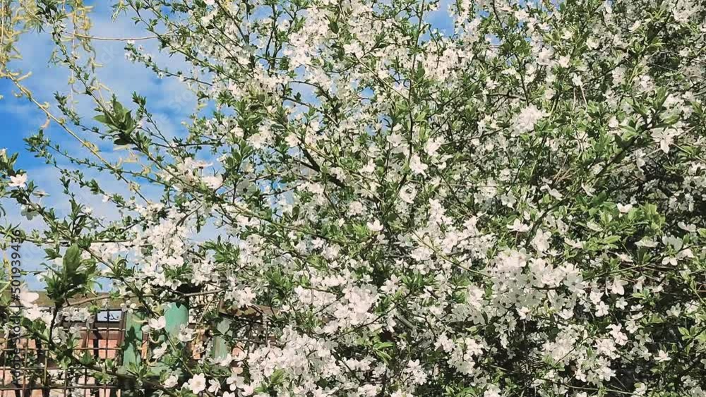 White blooming cherry flowers and buds on branch with green leaves close-up.Lots of white flowers in sunlight spring sunny day. Beautiful natural background from cherry blossom tree. White blooming cherry flowers and buds on branch with green leaves close-up.Lots of white flowers in sunlight spring sunny day. Beautiful natural background from cherry blossom tree.