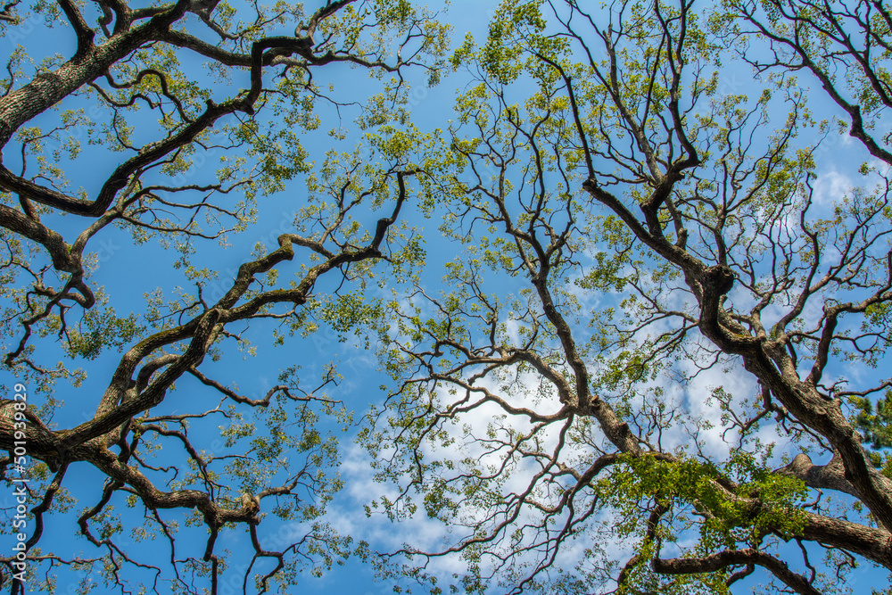 Painting like picture of the branches with green leaves and blue sky with cotton like clouds at the back in Tokyo, Japan Painting like picture of the branches with green leaves and blue sky with cotton like clouds at the back in Tokyo, Japan