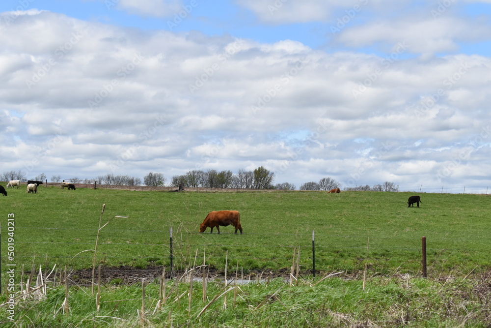 Obraz premium Cows in a Farm Field