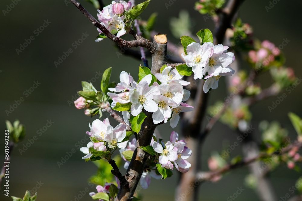 Obraz premium Apple Blossoms in Full Bloom on a Tree
