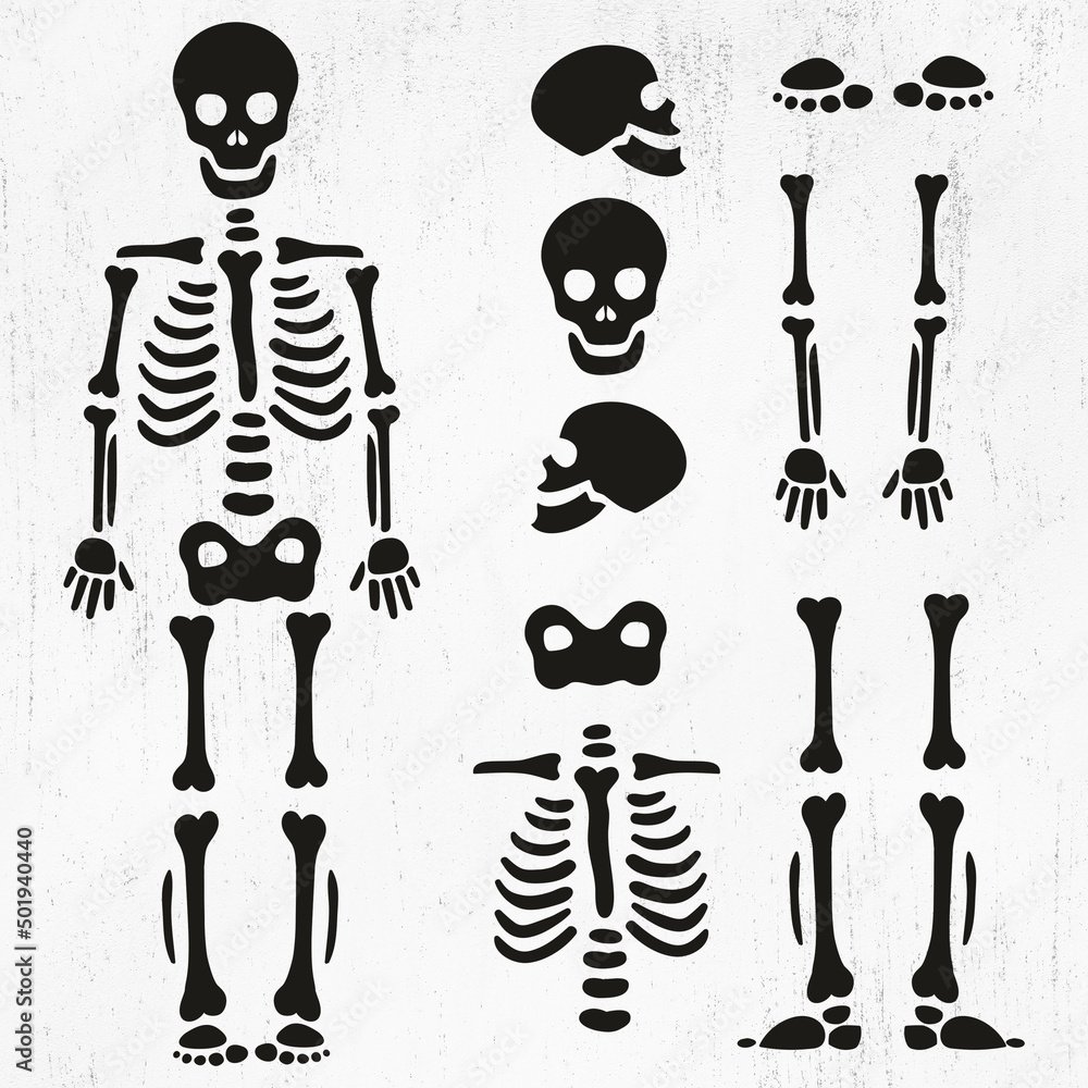 Stockvektorbilden Skeleton SVG, Skeleton parts Svg, Skeleton Png ...