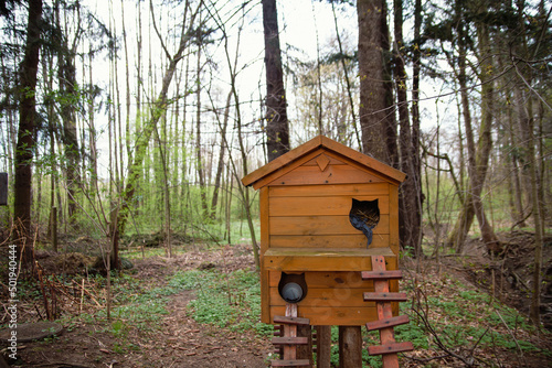 Little cute wooden cat houses in the park. Caring for homeless animals.