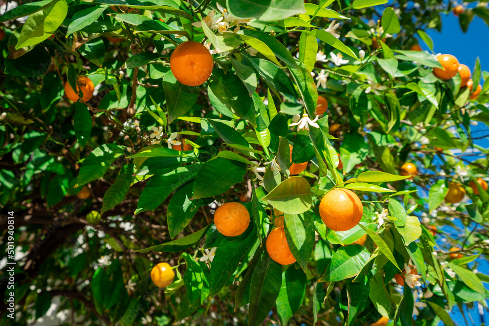clementines ripening on tree against blue sky. Tangerine tree. Oranges on a citrus tree clementines ripening on tree against blue sky. Tangerine tree. Oranges on a citrus tree