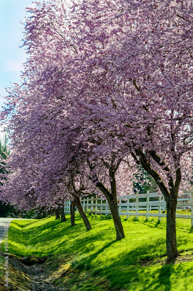 Cherry trees are blossoming in the spring near a white picket fence Cherry trees are blossoming in the spring near a white picket fence