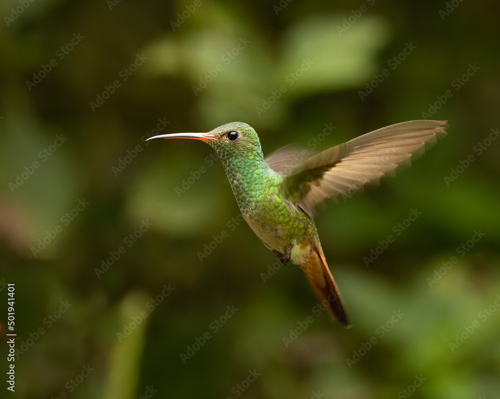 Fototapeta premium A Rufous-tailed Hummingbird in Ecuador