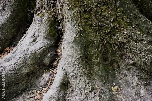 bark of a tree