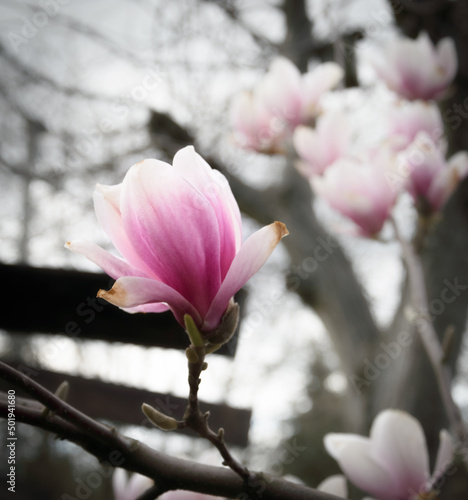 View of blooming magnolia flowers