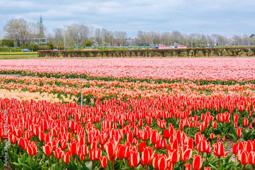 field of tulips in spring field of tulips in spring