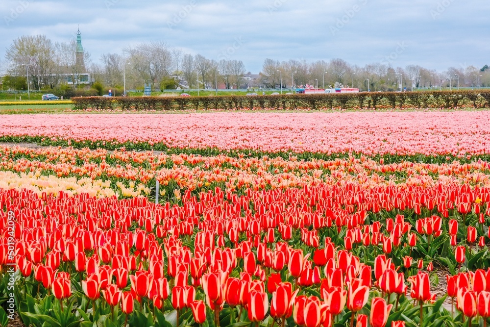 field of tulips in spring