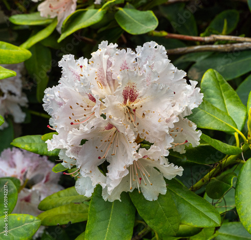 Close up of Rhododendron flowers. Baden-Baden, Baden Wuerttemberg,  Germany photo