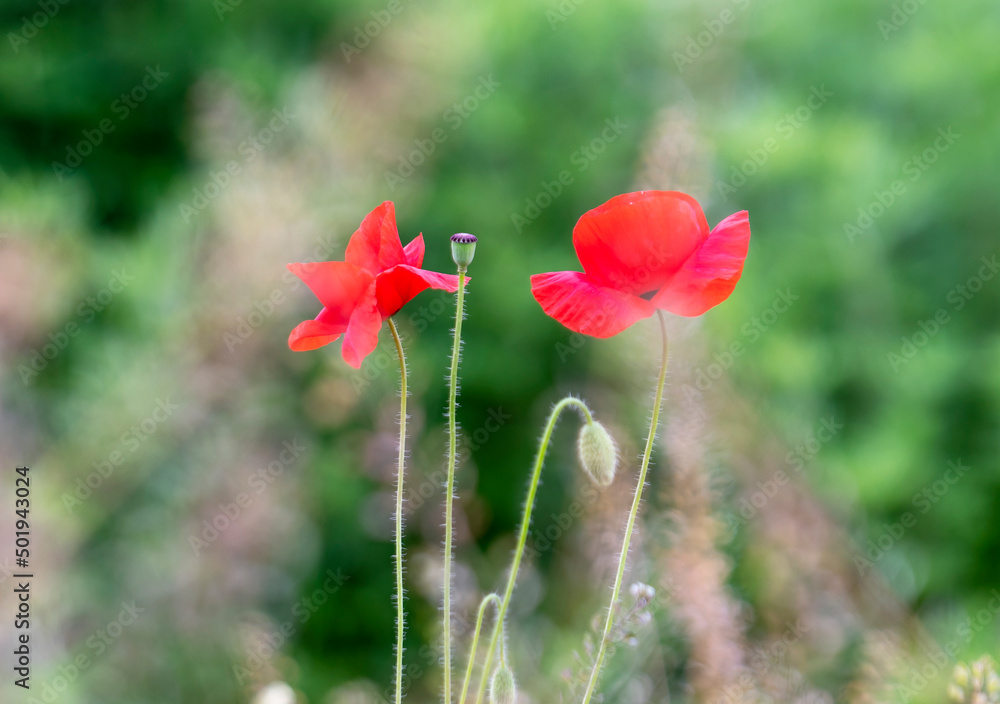 Fototapeta premium Poppy in the foreground with out of focus background.