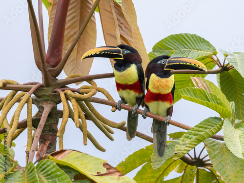 A Chestnut-eared Aracari in Ecuador