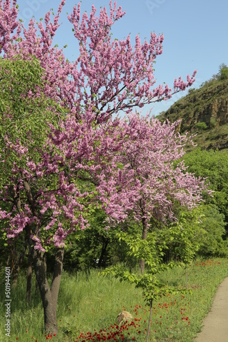 Cercis siliquastrum, European crimson, or Judas tree abundant flowering 