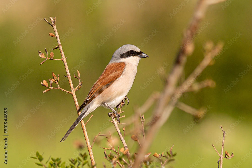 Red-backed Shrike.Lanius collurio Red-backed Shrike.Lanius collurio