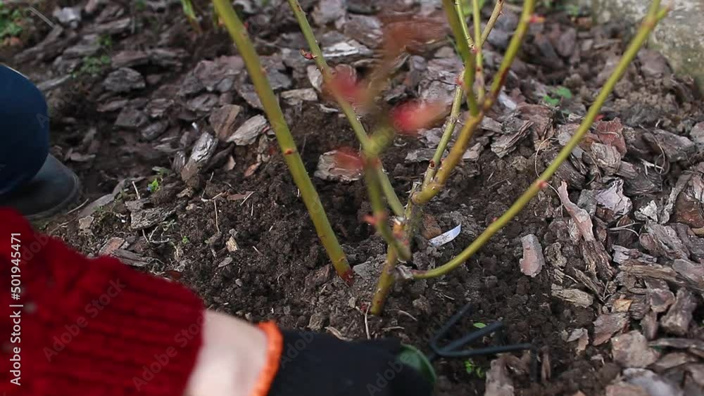 Gardener fertilizes rose bush in spring garden. Loosening soil with hand fork near shrub Gardener fertilizes rose bush in spring garden. Loosening soil with hand fork near shrub