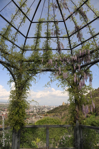 Gazebo twined with blooming wisteria © Olga Bugro
