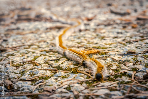 Pine processionary larvae marching in characteristic fashion a sinuous line nose-to-tail columns queued. Lepidoptera caterpillar Macro photograph with shallow depth of field, selective focus on hairs photo