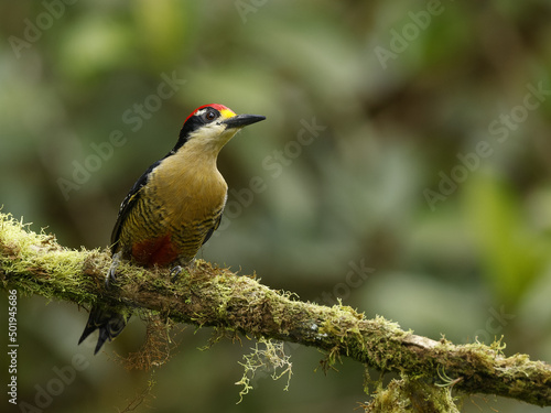 Black Cheeked Woodpecker in Ecuador © Dee Carpenter