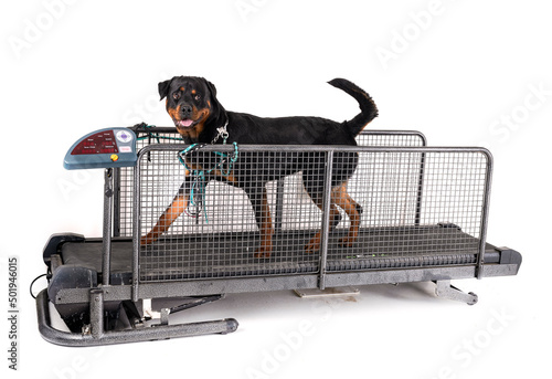 Canvastavla treadmill for dog in studio