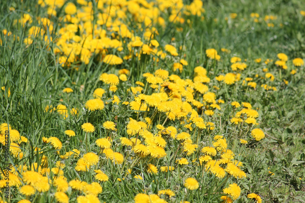 Field of dandelions yellow flowers and green grass. May, Belarus