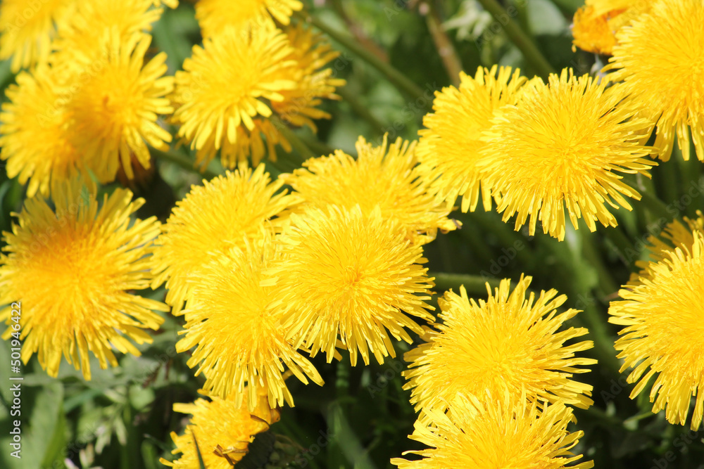 Dandelions (Taraxacum officinale) yellow flowers close-up in nature. May, Belarus - obrazy, fototapety, plakaty 