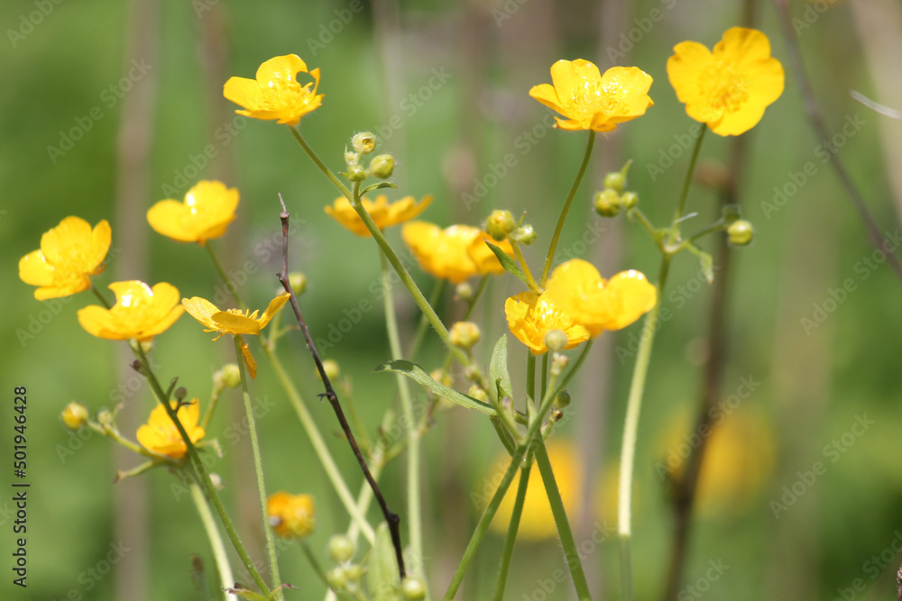 Yellow flowers of meadow buttercup (Ranunculus acris) in wild nature Yellow flowers of meadow buttercup (Ranunculus acris) in wild nature