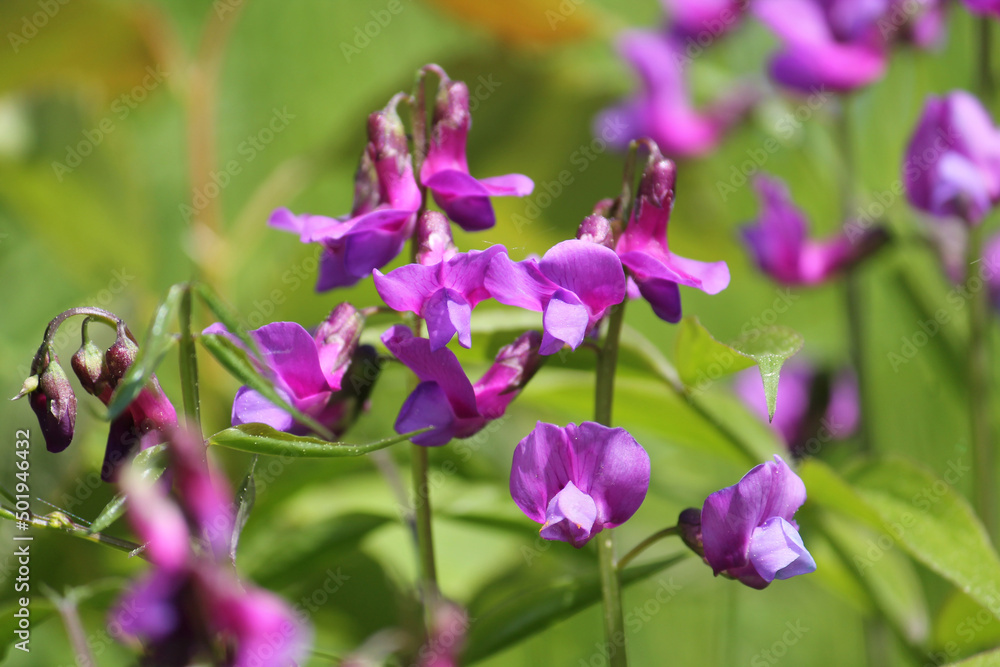 Flowers of spring vetchling (Lathyrus vernus) plant in wild nature. May, Belarus Flowers of spring vetchling (Lathyrus vernus) plant in wild nature. May, Belarus