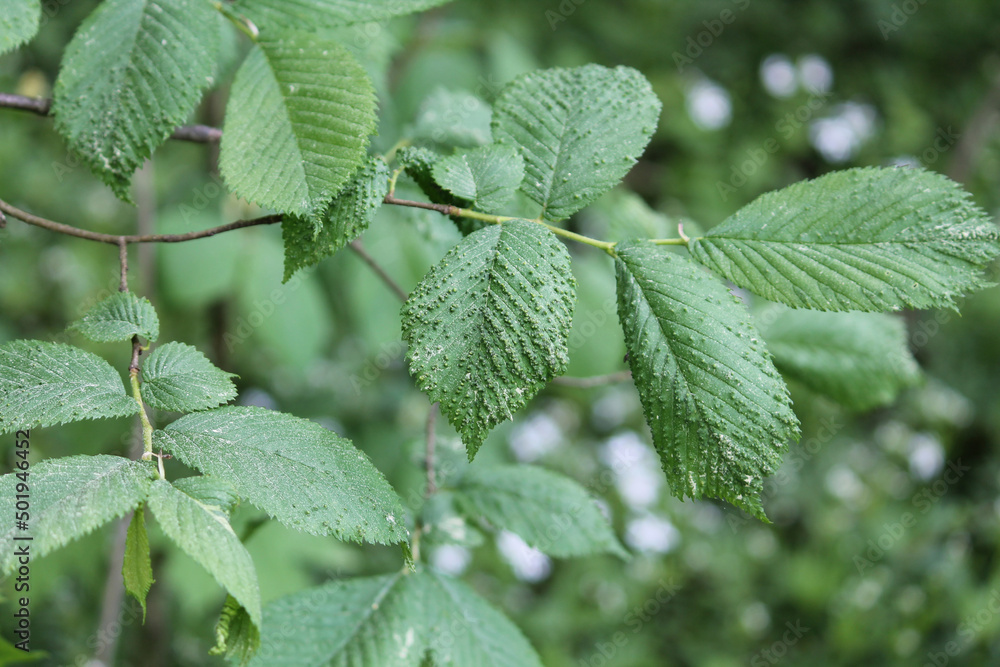 Galls caused by Aceria campestricola mite on elm (Ulmus sp.) green leaf. May, Belarus Galls caused by Aceria campestricola mite on elm (Ulmus sp.) green leaf. May, Belarus