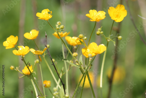 Yellow flowers of meadow buttercup  Ranunculus acris  in wild nature