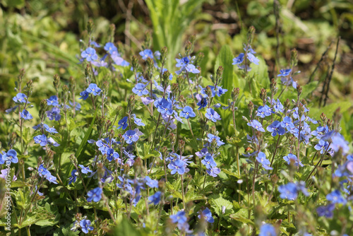 Flowering Germander speedwell (Veronica chamaedrys) plants in wild nature. May, Belarus photo