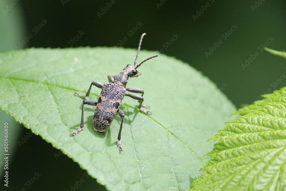 Black-spotted longhorn beetle (Rhagium mordax) in wild nature. May, Belarus Black-spotted longhorn beetle (Rhagium mordax) in wild nature. May, Belarus