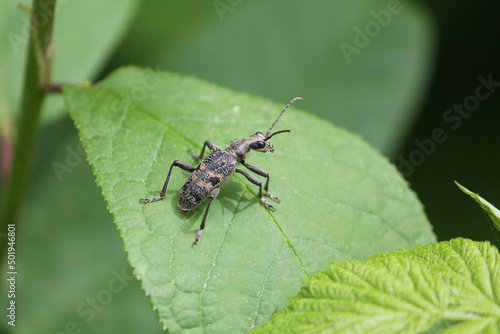 Black-spotted longhorn beetle (Rhagium mordax) in wild nature. May, Belarus