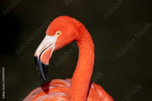 A Pink Flamingo Looking at the Head Profile