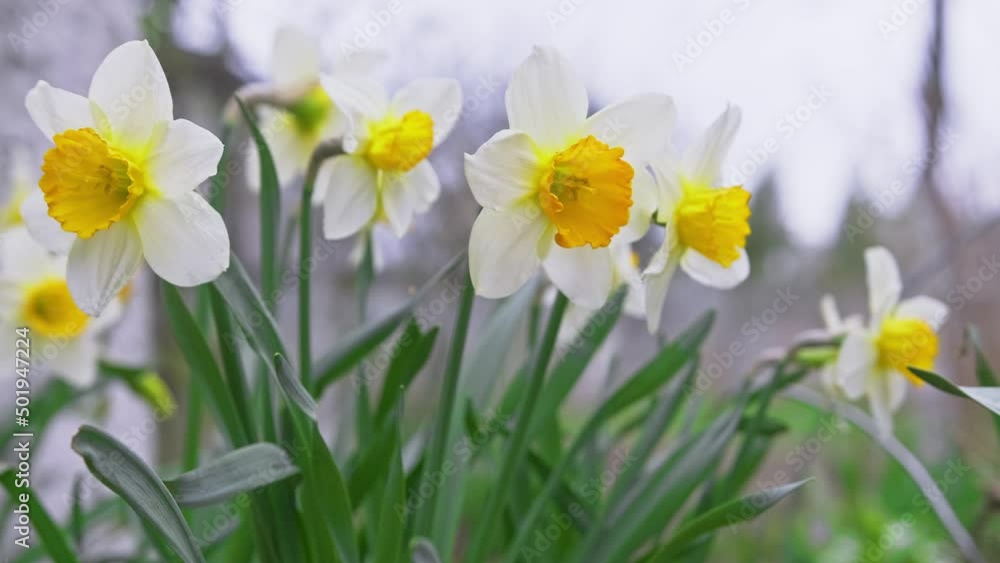 White and yellow flowers of daffodils. Spring booming of narcissus. White and yellow flowers of daffodils. Spring booming of narcissus.