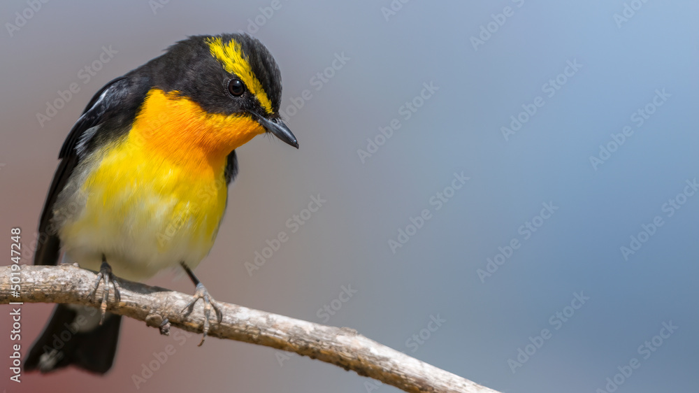 Fototapeta premium 황금새 앉은 배경