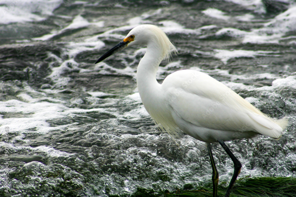 A Snowy Egret Foraging in an Ocean Tide Pool for Food A Snowy Egret Foraging in an Ocean Tide Pool for Food