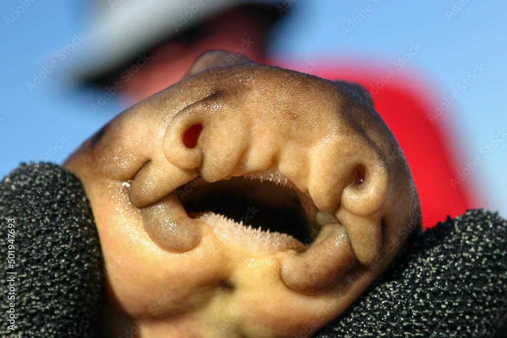 Obraz premium A Horn Shark Mouth with a Clear Look at the Teeth as a Diver holds it getting ready for Tagging