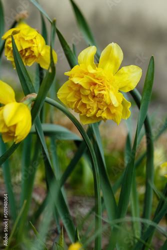  Narcissus flowers. Flower bed with drift yellow. Narcissus flower also known as daffodil, daffadowndilly, narcissus, and jonquil in springtime. Bulbous plants in the garden