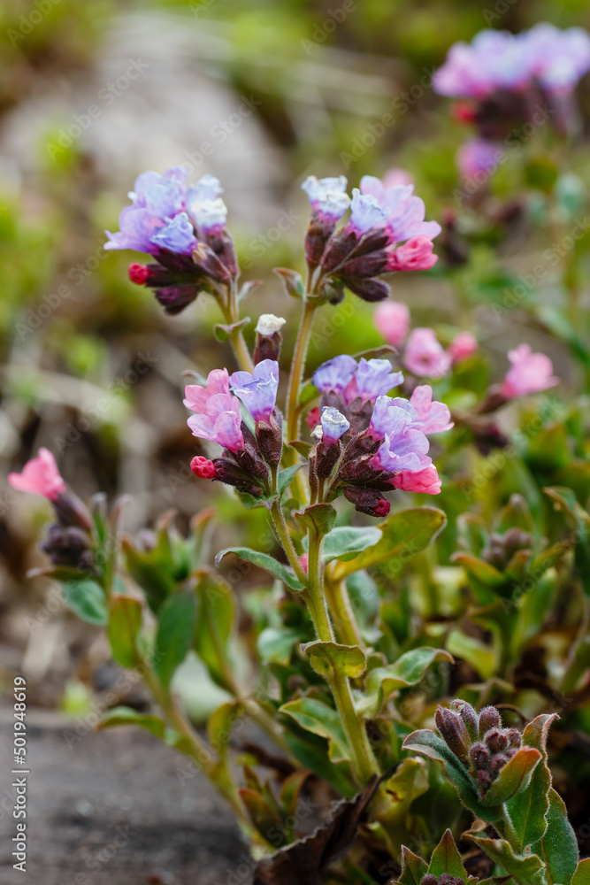 Lungwort ( lat. Pulmonaria ) is a genus of low perennial herbaceous plants of the Borage family Lungwort ( lat. Pulmonaria ) is a genus of low perennial herbaceous plants of the Borage family