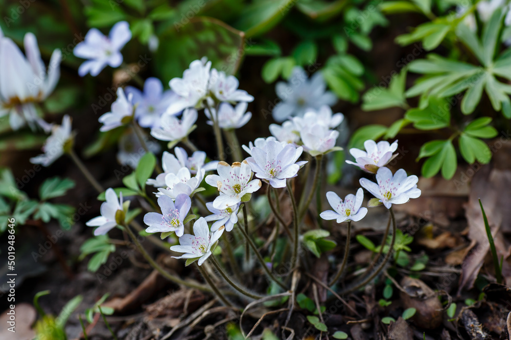 Noble liverwort , or common liverwort ( lat. Hepatica nobilis ) is a herbaceous winter-green plant Noble liverwort , or common liverwort ( lat. Hepatica nobilis ) is a herbaceous winter-green plant