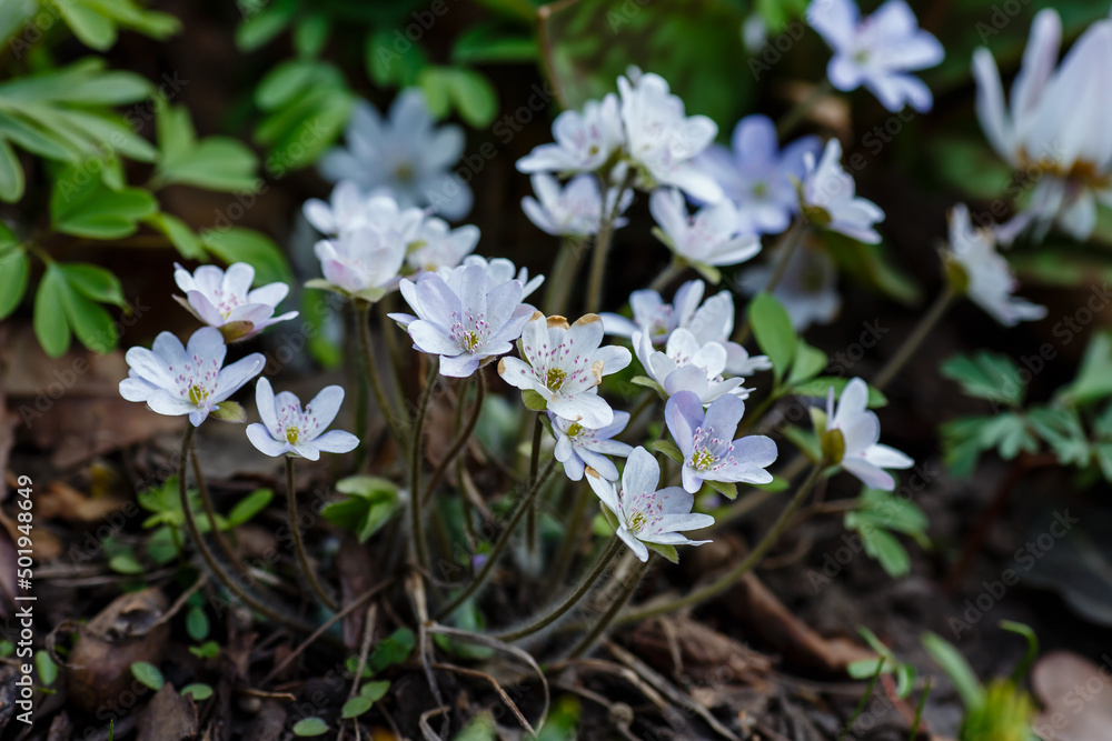 Noble liverwort , or common liverwort ( lat. Hepatica nobilis ) is a herbaceous winter-green plant Noble liverwort , or common liverwort ( lat. Hepatica nobilis ) is a herbaceous winter-green plant
